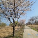 (취소)4월12일(금) 백조(고니)의 서식지와 물안개공원 벚꽃길 트레킹여행 이미지