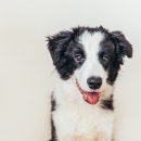 로얄 도그앤캣 메디컬센터 이미지