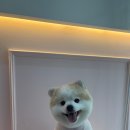 멍멍샵 이미지
