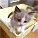 한결동물의료센터 | 강남 신사동 동물병원 선택 과정과 압구정동물의료센터 이용 후기