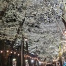 달빛축제공원(이동식 2) | [울산 캠핑] 울산 작천정 달빛야영장 왁자지껄존 후기 (자리 분위기 장단점 정리)