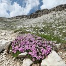 이끼장구채 (영명 Moss Campion) (학명 Silene acaulis L.) 이미지