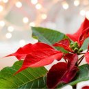 Here's How to Care for 5 Different Christmas Plants 이미지