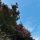 동백모텔 | 노산공원 산책 사천 동백꽃 명소