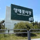 232-1-000035 | 양재꽃시장| 양재화훼단지 감성화분 김포테라리움 신혼집 인테리어 홍콩야자 주차정보 영업시간