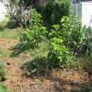 코리농장 이미지