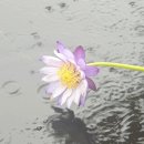 건반위에콩나물