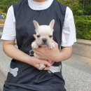 광주강아지분양 고양이분양 펫왕국 이미지