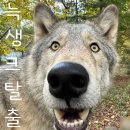 유동물원 | 동물원 탈출 늑구 근황 대전오월드 늑구신드롬 이번주 유퀴즈