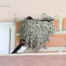 제비2리 이미지