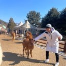 강원동물약품 | [방문후기] 알파카월드