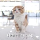 소망켄넬 | 경주고양이분양 새롭고 즐거운 일상의 연속