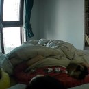 김포보듬동물의료센터 이미지