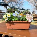 주식회사 농업회사법인 정원팜스(1) | 신한 초화박스 (채소밭 겸용) - 베란다텃밭,베란다정원,베란다화분