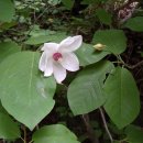 산목련 Daum카페