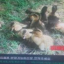 오리와토끼