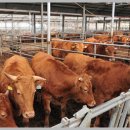 횡성토종한우정육점 이미지