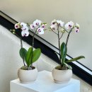 거목가든 | 상견례용 호접란 '피스풀가든' 내돈내산 후기