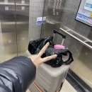 노가리 공중화장실 | 공항 2터미널 인터넷면세품 인도장 대한항공 짐보관 옷보관 서비스 종료(Feat KE175 좌석추천 기내식 후기)