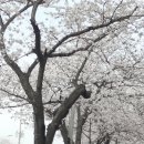 미평로 Daum카페