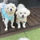양산독케어 이미지