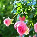 오월이네 이미지