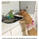 고양이 키우면 설거지 제때 해야함 이미지