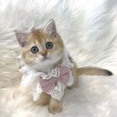 브라비 펫케어 이미지