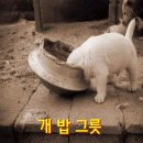 개밥그릇 이미지