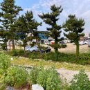 죽도오토캠핑장
