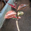 동백농원 이미지