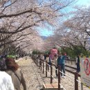감 컴퓨터 CCTV | 2026 진해군항제 실시간 벚꽃은 어떨까? 기본정보 주차 벚꽃명소까지