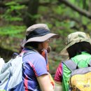 금강송 생태경영림 이미지