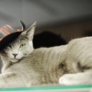 카리스마 이미지