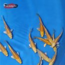 안성비단잉어 이미지