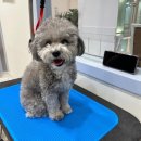 몽언니애견미용실 이미지