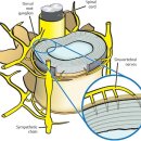 대상포진과 dorsal root ganglion(후근신경절) 이미지