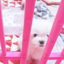 개소리펫샵 이미지