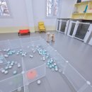 댕댕큘럼 이미지