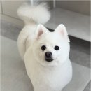 뽀그리독 이미지