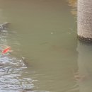 동안교 앞 이미지