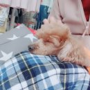 도도네 개집 이미지