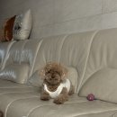 보르미몰 이미지