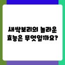 새싹보리 섭취 전 꼭 알아야 할 효능과 부작용 정보