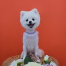 멍멍이 이발소 이미지