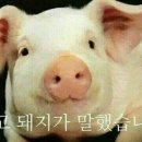 꿀꿀