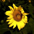 난정리(해바라기정원) 이미지