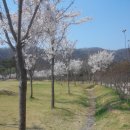 대청댐 벚꽃 이미지