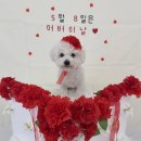 댕구르 이미지