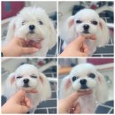 짱구네 동물병원 이미지